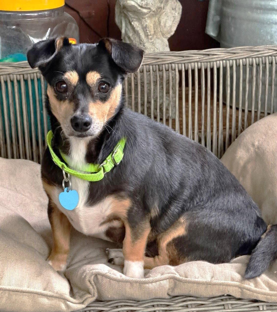 Enlarge San Marcos Pepper TX, a Adoptable Chihuahua in Boonton, NJ image 3/3