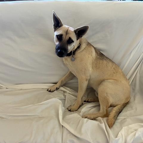 Peanut, a Adoptable mixed breed in Effingham, IL image 2/5