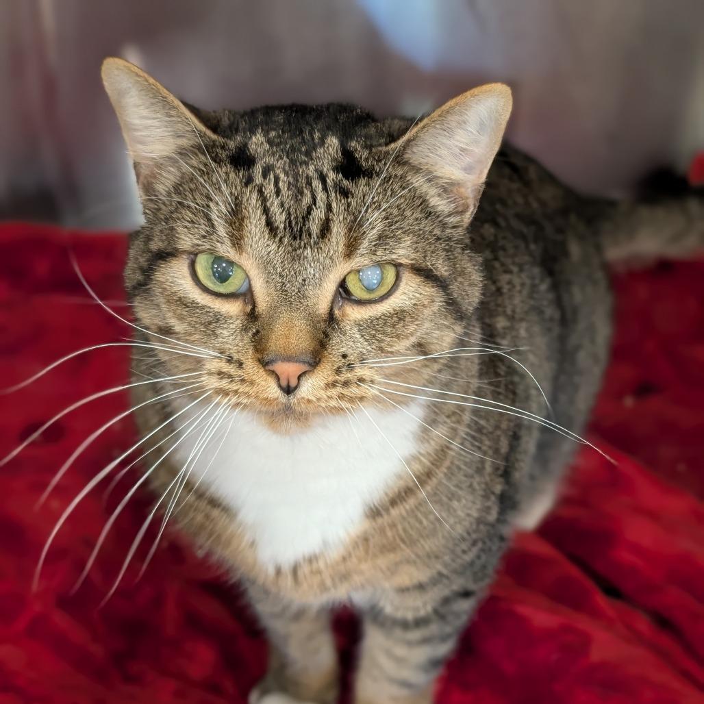Boots, Adoptable, Adult Male Domestic Short Hair.