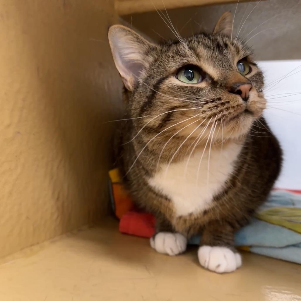 Enlarge Boots, a Adoptable Domestic Short Hair in Spokane, WA image 2/6