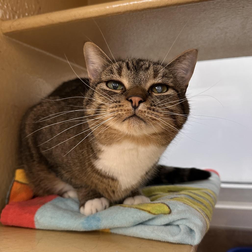 Enlarge Boots, a Adoptable Domestic Short Hair in Spokane, WA image 3/6
