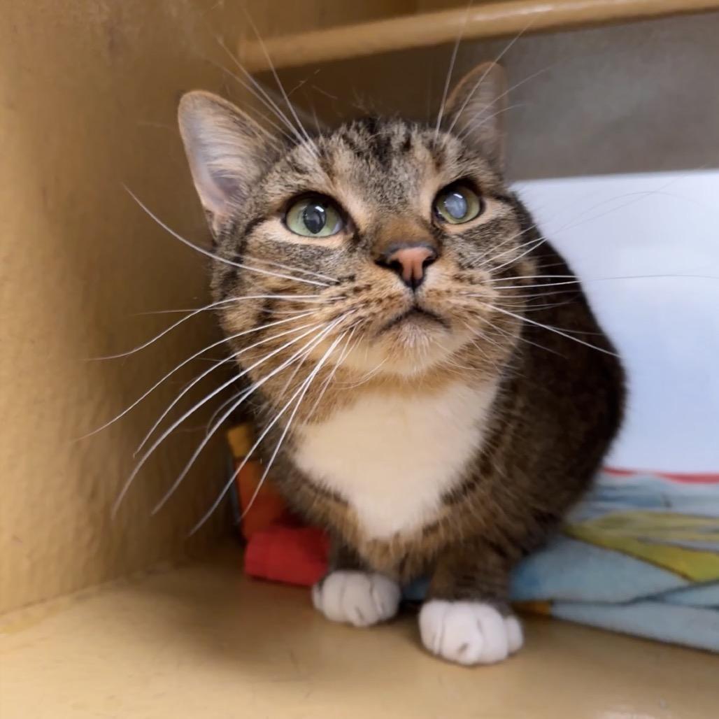 Enlarge Boots, a Adoptable Domestic Short Hair in Spokane, WA image 4/6