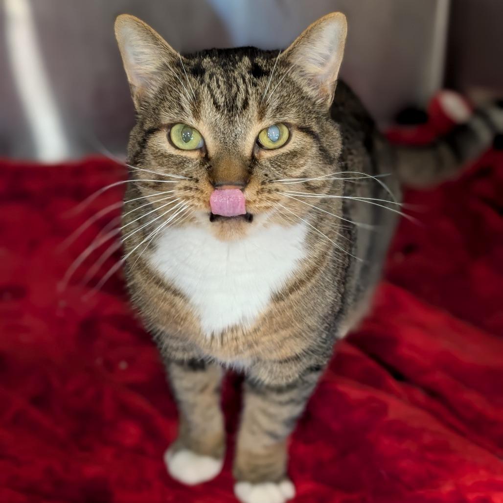 Enlarge Boots, a Adoptable Domestic Short Hair in Spokane, WA image 5/6