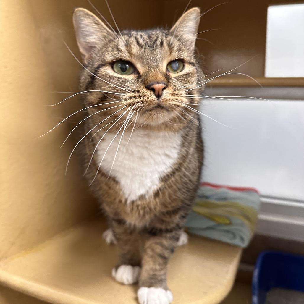 Enlarge Boots, a Adoptable Domestic Short Hair in Spokane, WA image 6/6