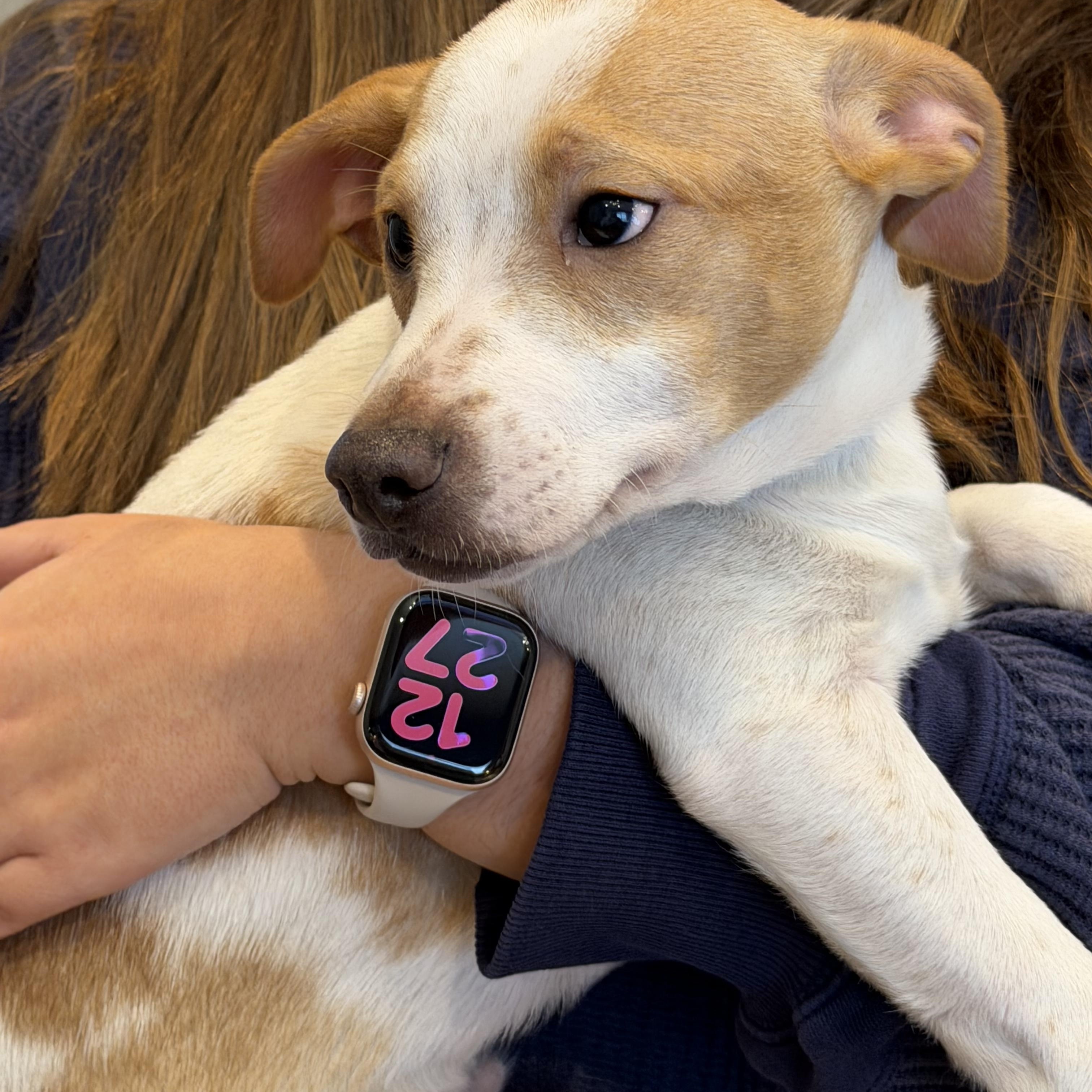 Enlarge Kris, a ADOPTABLE mixed breed in Kannapolis, NC image 1/4