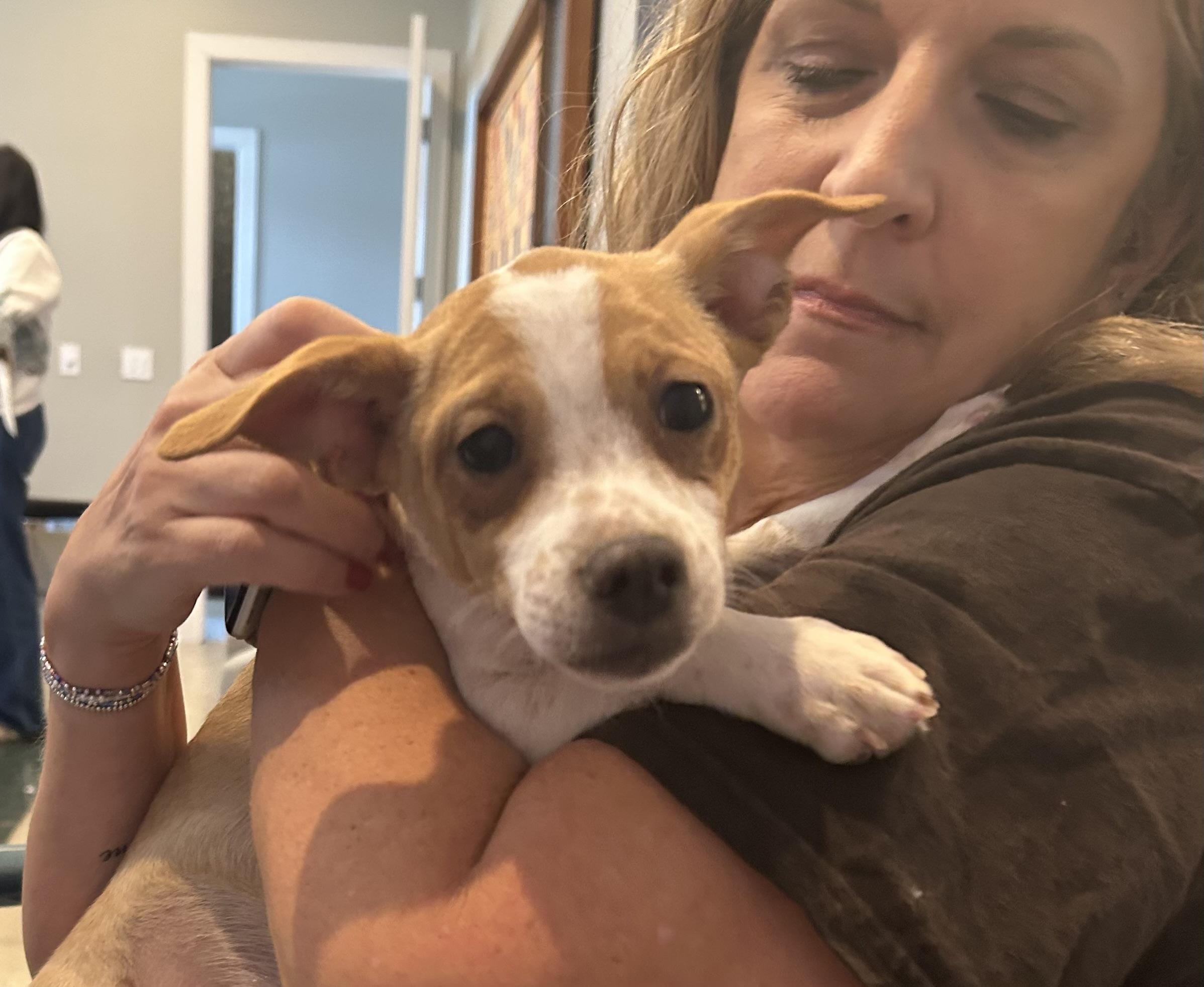 Enlarge Kris, a ADOPTABLE mixed breed in Kannapolis, NC image 2/4