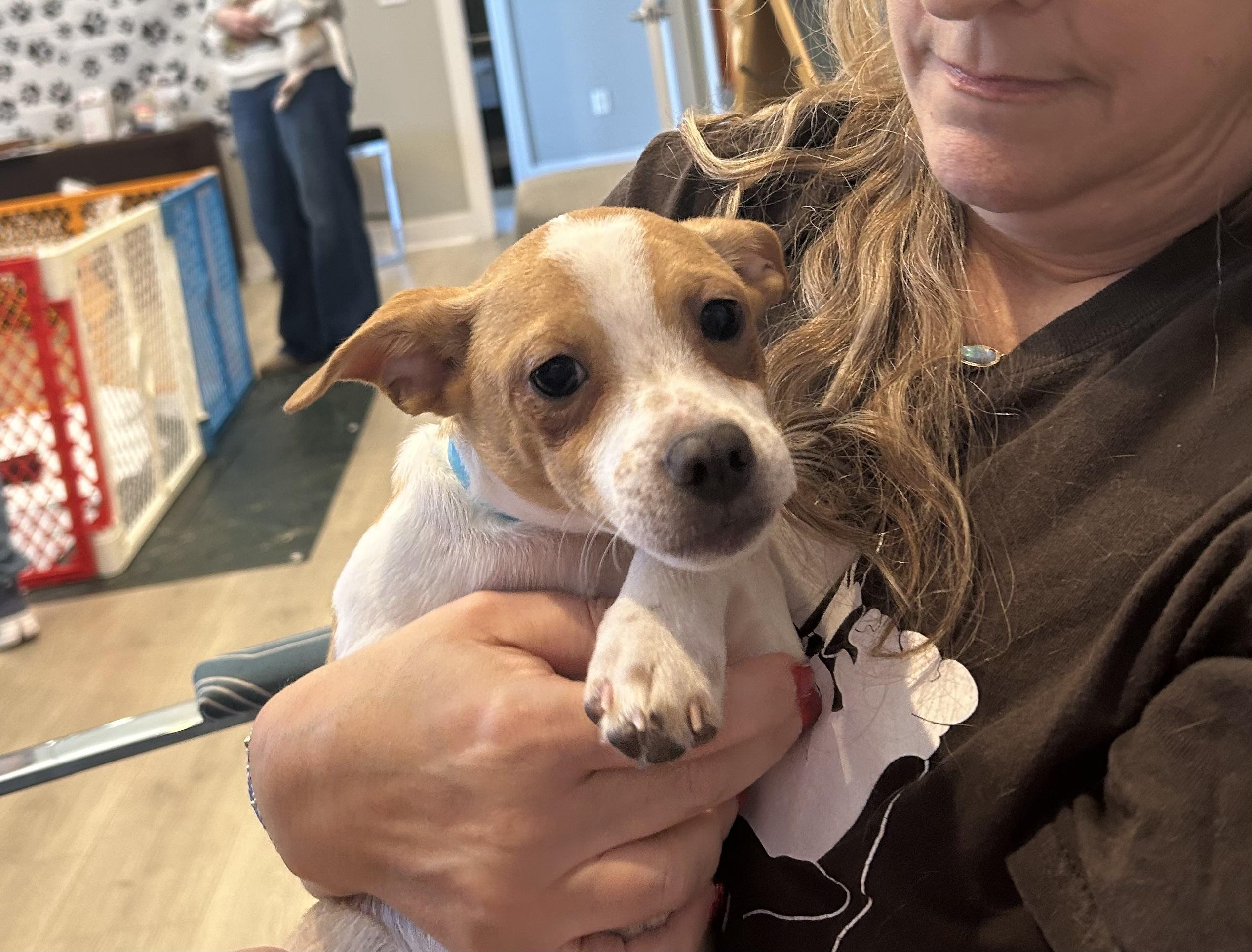 Enlarge Kris, a ADOPTABLE mixed breed in Kannapolis, NC image 3/4