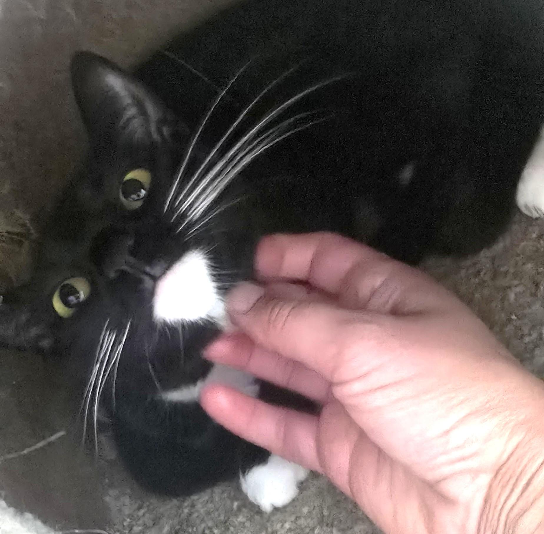 Slinky, a Adoptable American Shorthair in San Diego, CA image 2/4