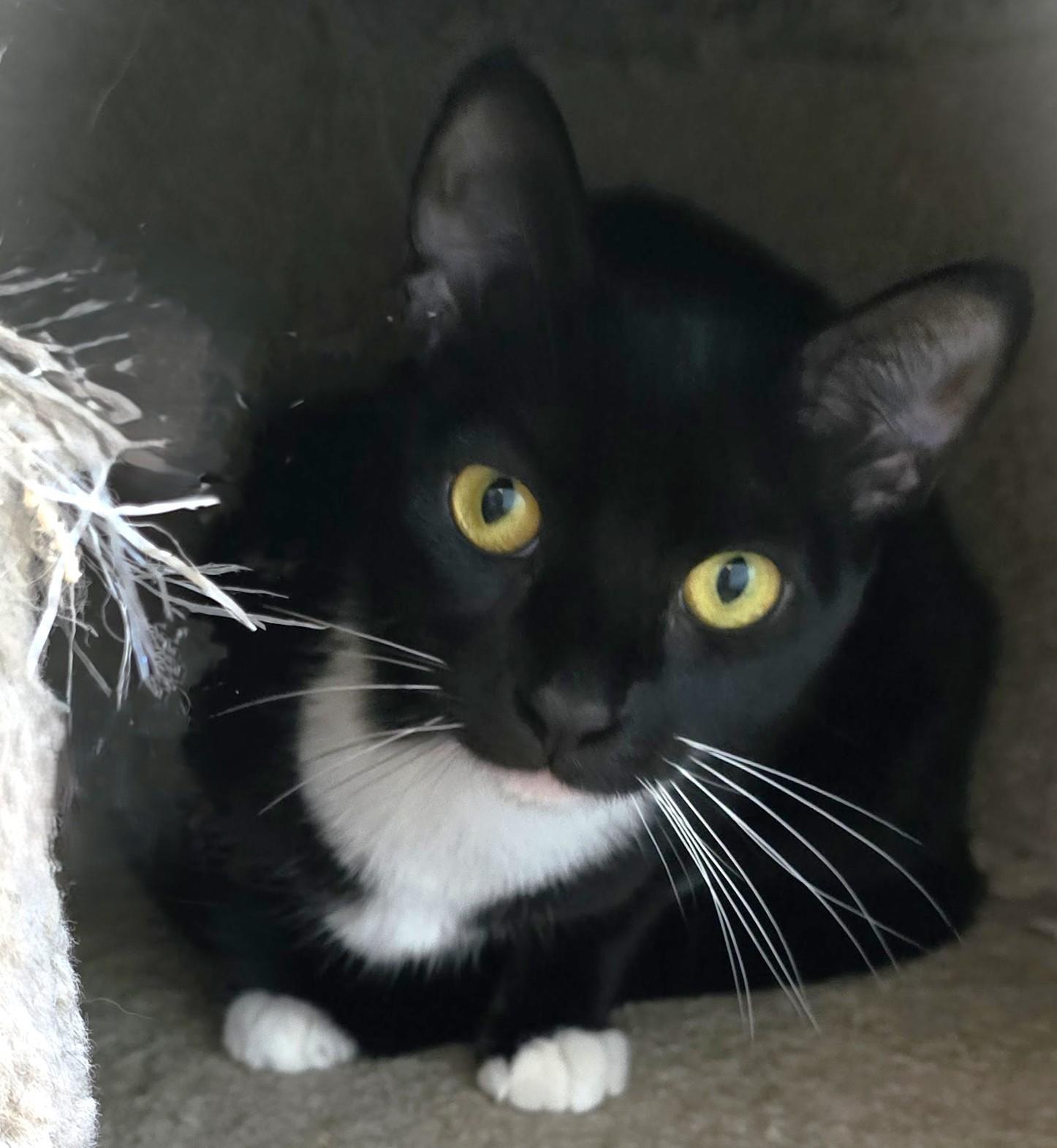 Slinky, Adoptable, Young Female American Shorthair.