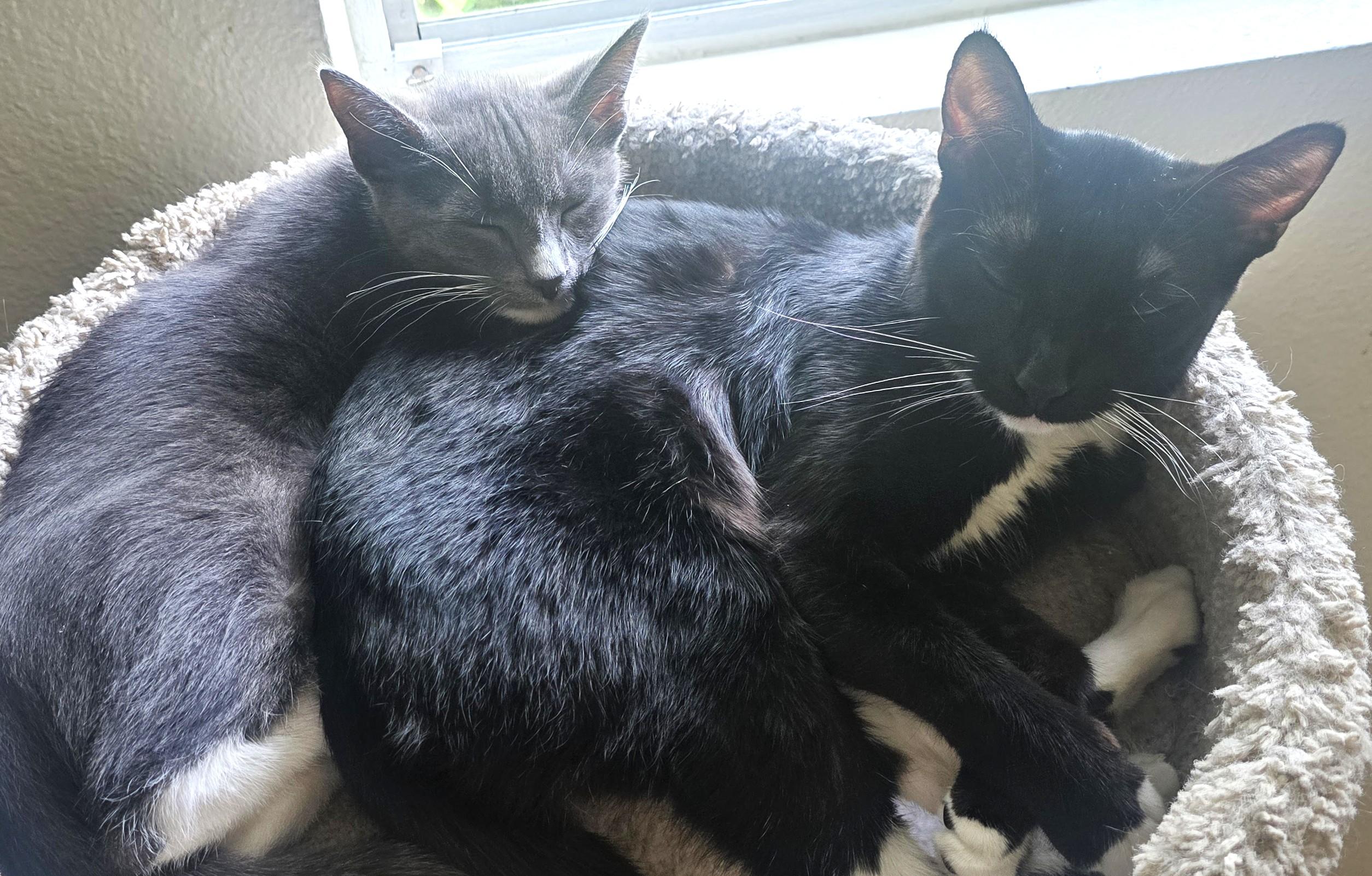 Slinky, a Adoptable American Shorthair in San Diego, CA image 3/4