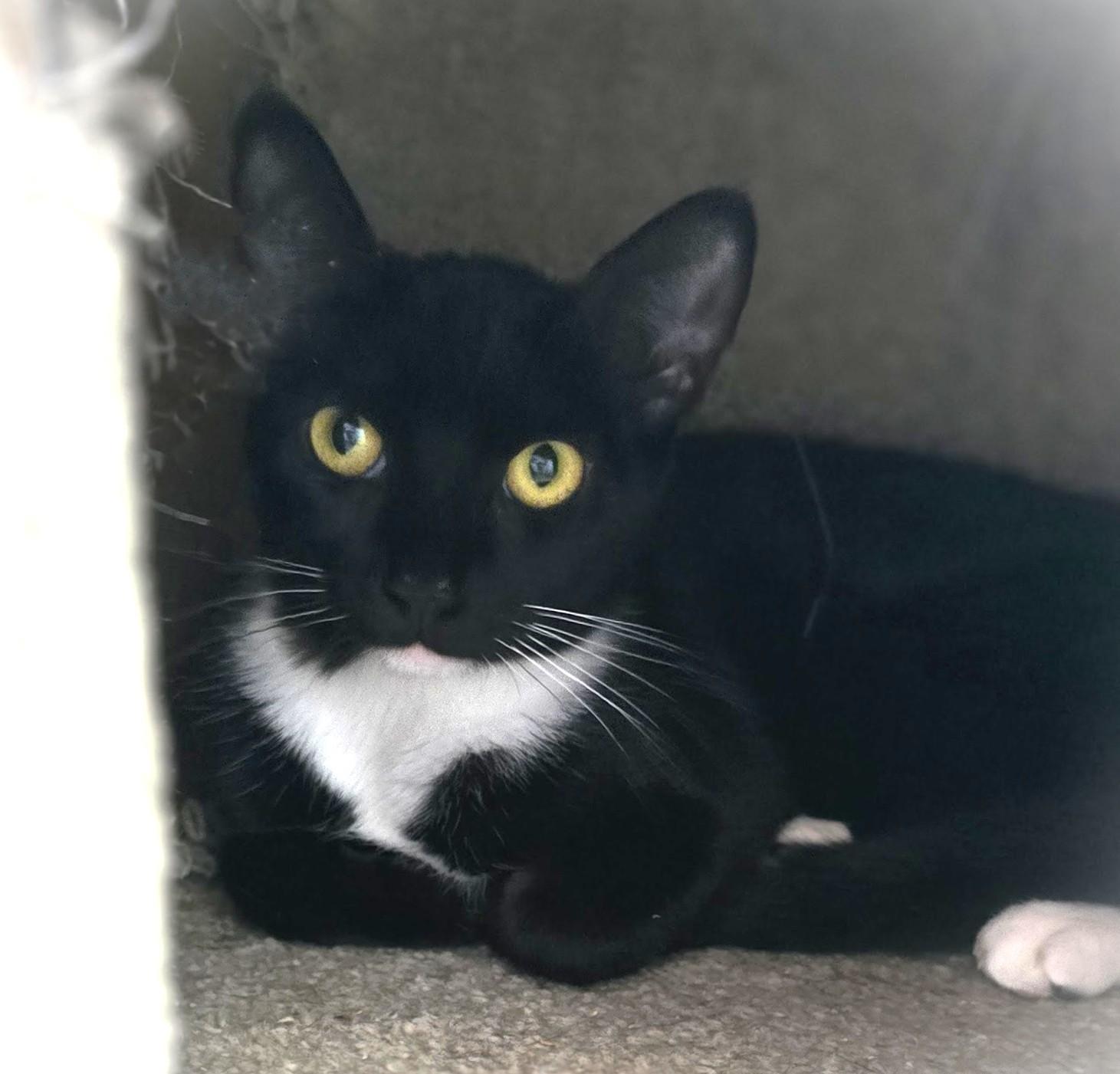 Slinky, a Adoptable American Shorthair in San Diego, CA image 4/4