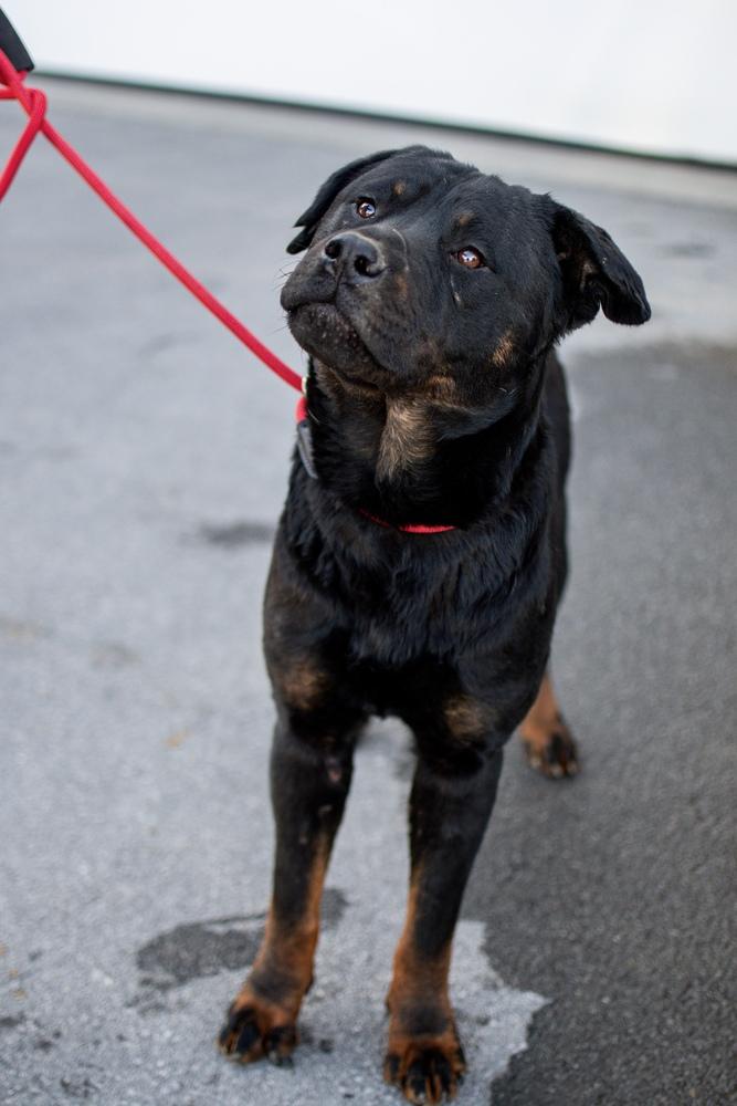 Enlarge Chuck, a Adoptable mixed breed in Frankfort, NY image 1/6