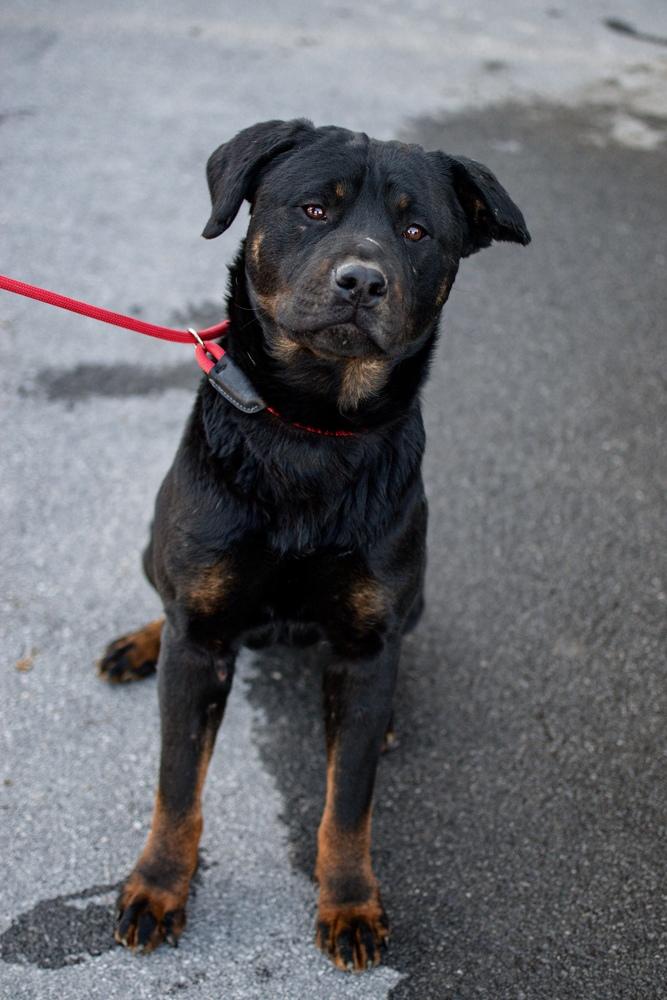 Enlarge Chuck, a Adoptable mixed breed in Frankfort, NY image 2/6