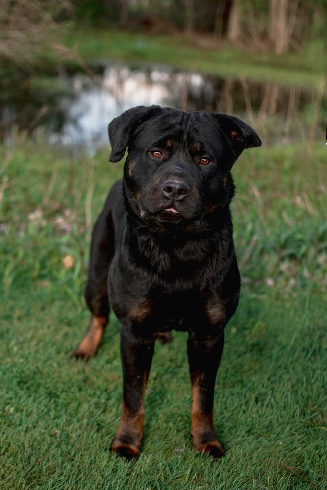 Enlarge Chuck, a Adoptable mixed breed in Frankfort, NY image 3/6