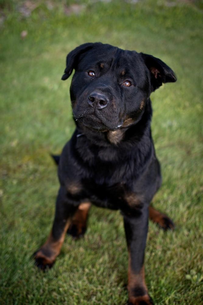 Enlarge Chuck, a Adoptable mixed breed in Frankfort, NY image 4/6