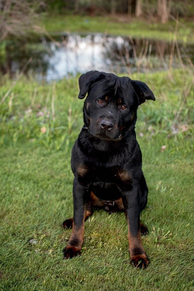 Enlarge Chuck, a Adoptable mixed breed in Frankfort, NY image 5/6