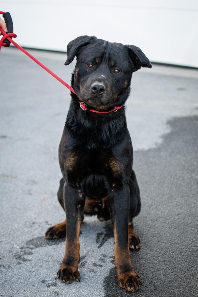 Enlarge Chuck, a Adoptable mixed breed in Frankfort, NY image 6/6