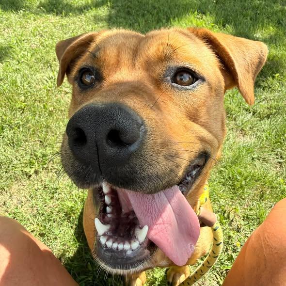 Enlarge Reeba, a Adoptable mixed breed in Lake Odessa, MI image 1/5