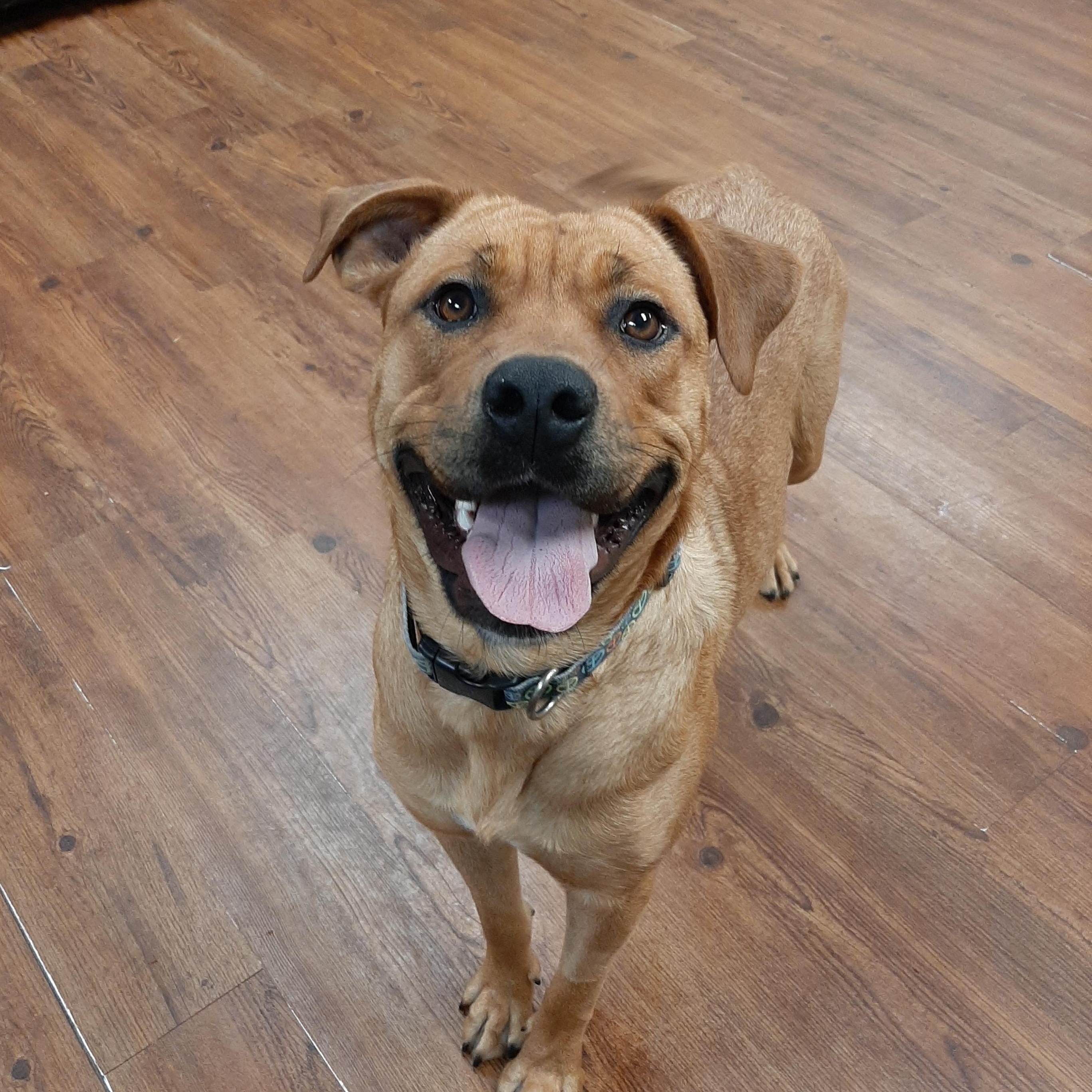 Enlarge Reeba, a Adoptable mixed breed in Lake Odessa, MI image 2/5