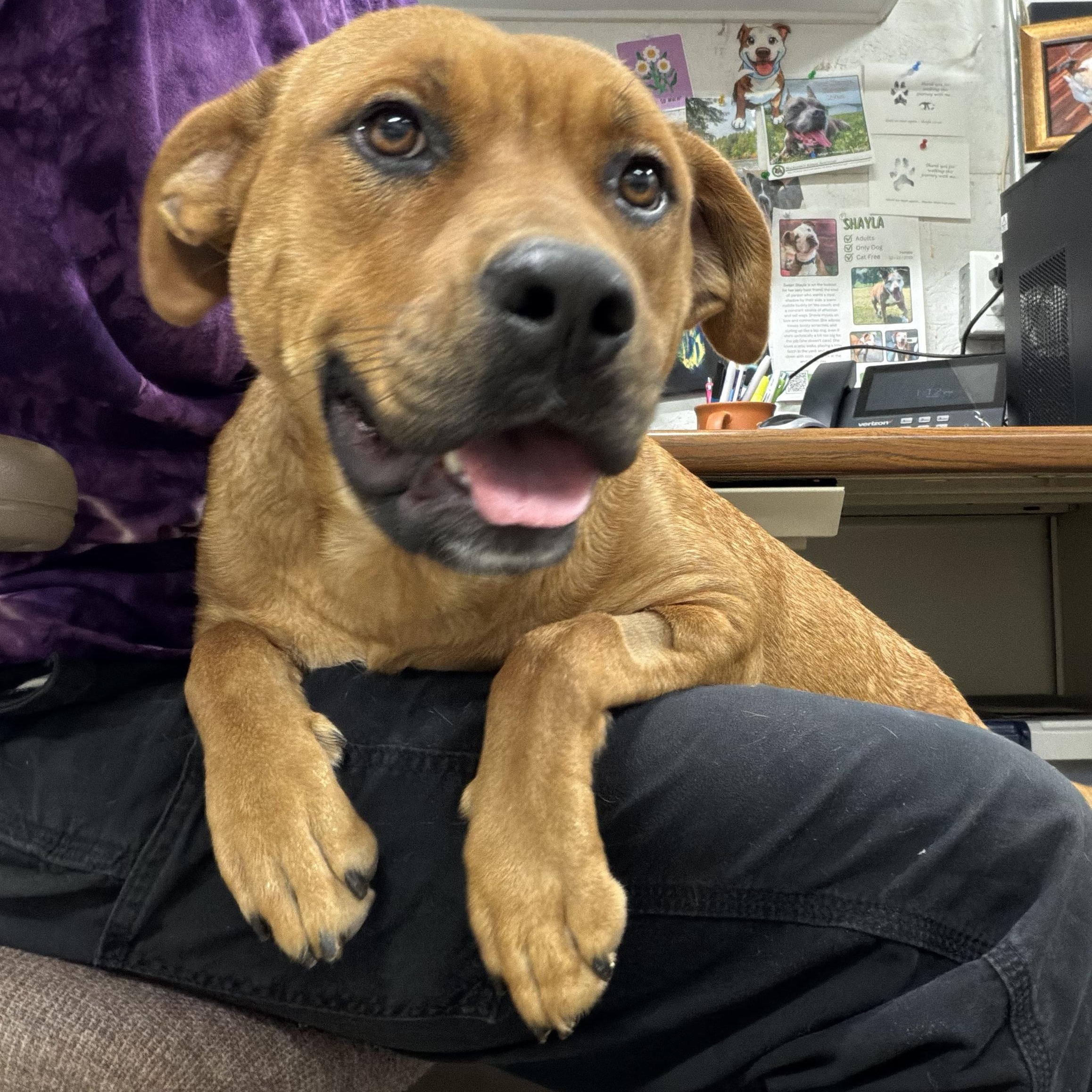 Enlarge Reeba, a Adoptable mixed breed in Lake Odessa, MI image 3/5