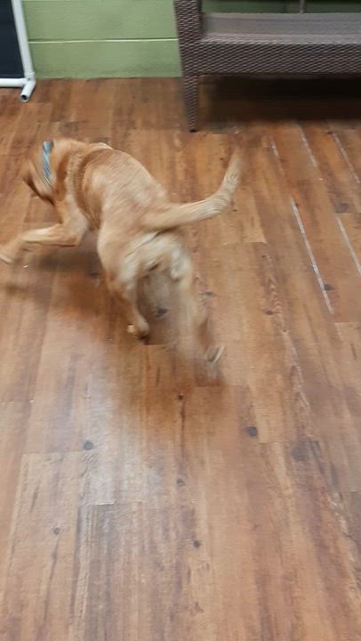 Enlarge Reeba, a Adoptable mixed breed in Lake Odessa, MI video 5/5
