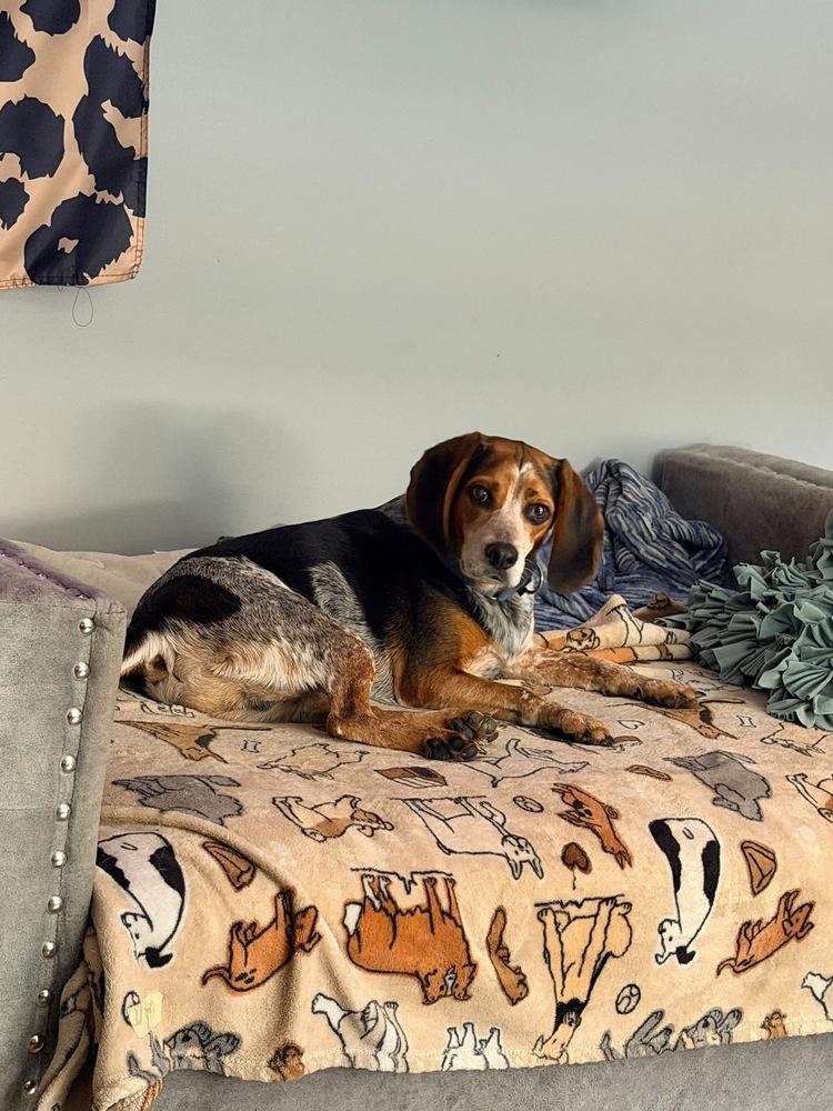 Hogan, Adoptable, Adult Male Beagle.