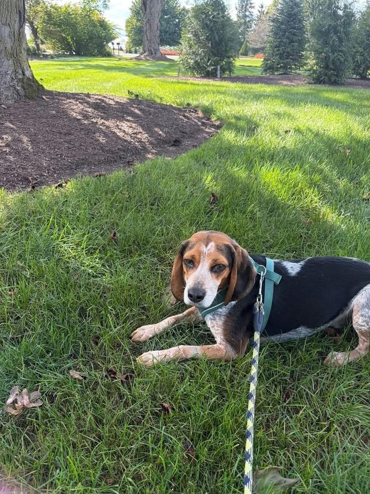 Enlarge Hogan, a Adoptable mixed breed in Grove City, OH image 2/6