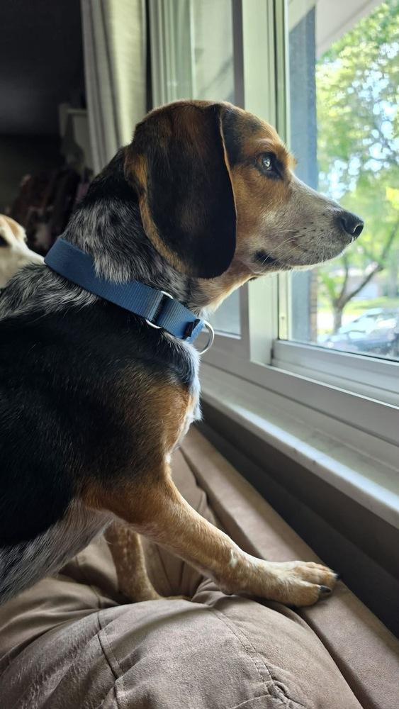 Enlarge Hogan, a Adoptable mixed breed in Grove City, OH image 3/6