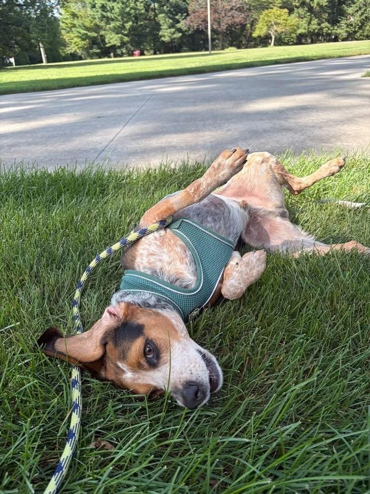 Enlarge Hogan, a Adoptable mixed breed in Grove City, OH image 5/6