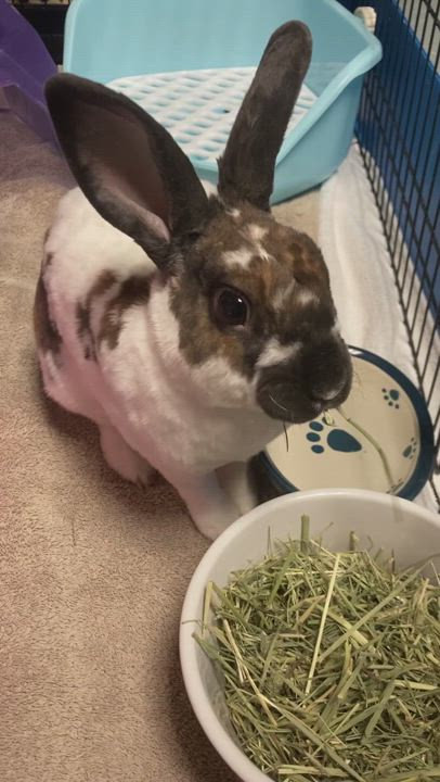 Enlarge Rex, a Adopted mixed breed in Andover, CT video 5/9