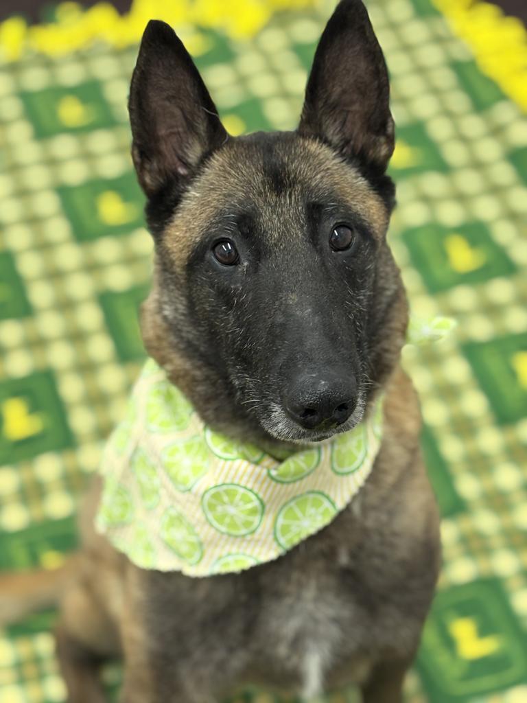 Enlarge Magnolia, a Adoptable mixed breed in Detroit, MI image 1/6