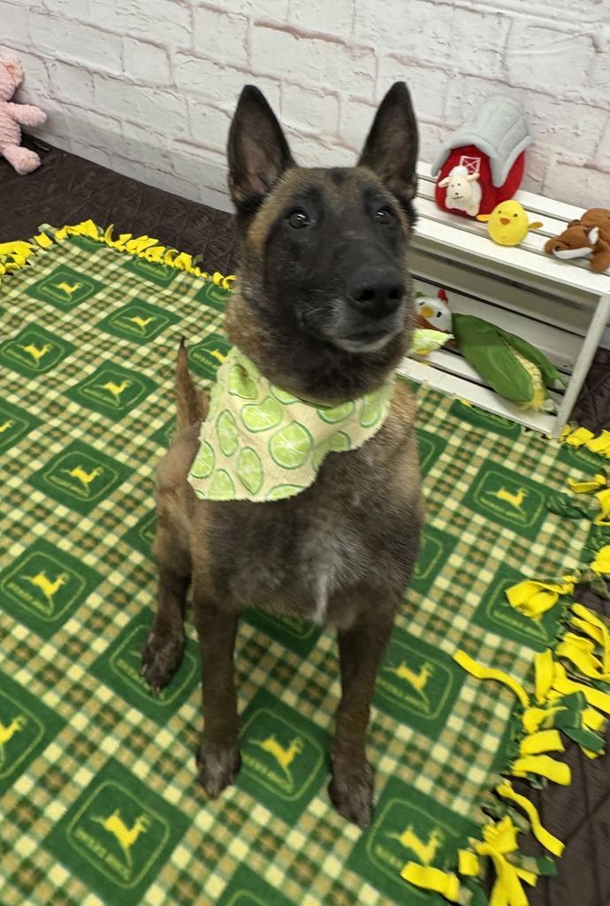 Enlarge Magnolia, a Adoptable mixed breed in Detroit, MI image 2/6