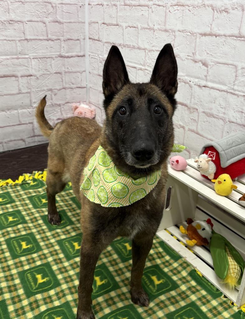 Enlarge Magnolia, a Adoptable mixed breed in Detroit, MI image 3/6