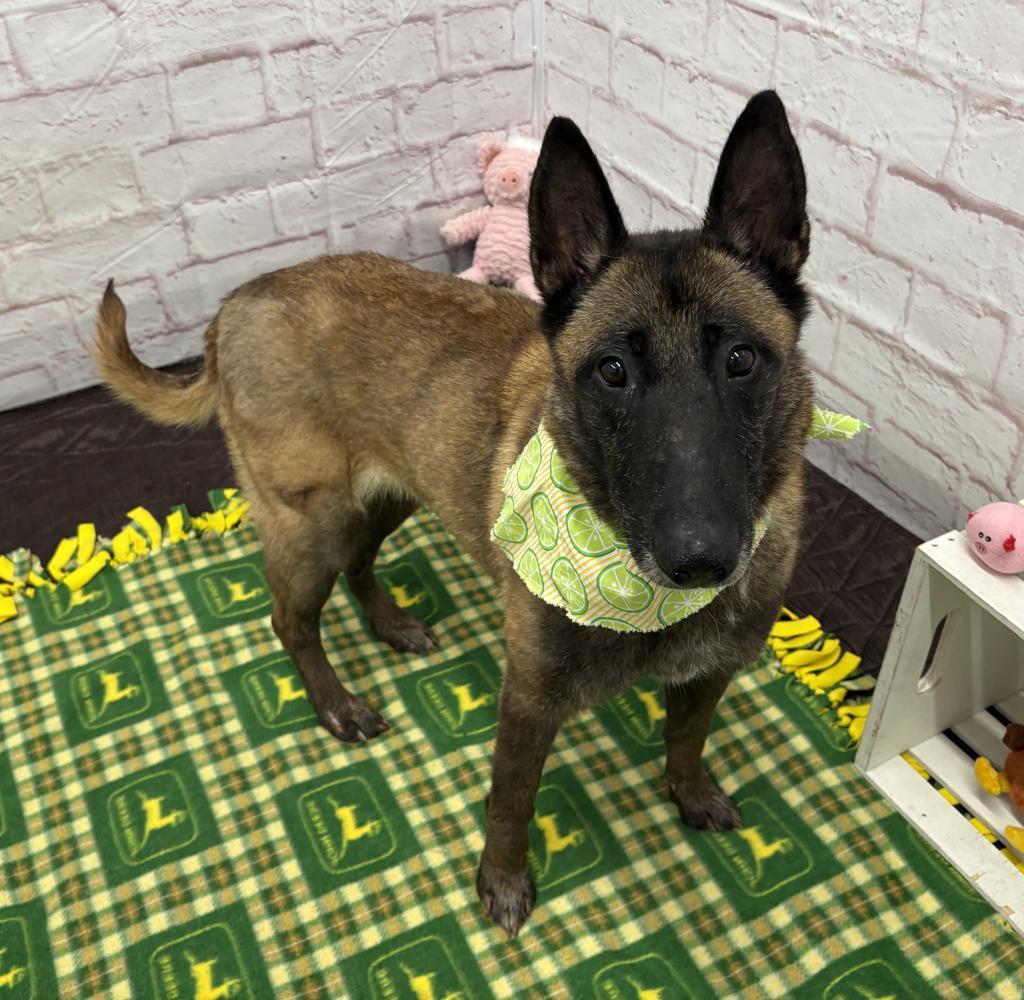 Enlarge Magnolia, a Adoptable mixed breed in Detroit, MI image 4/6