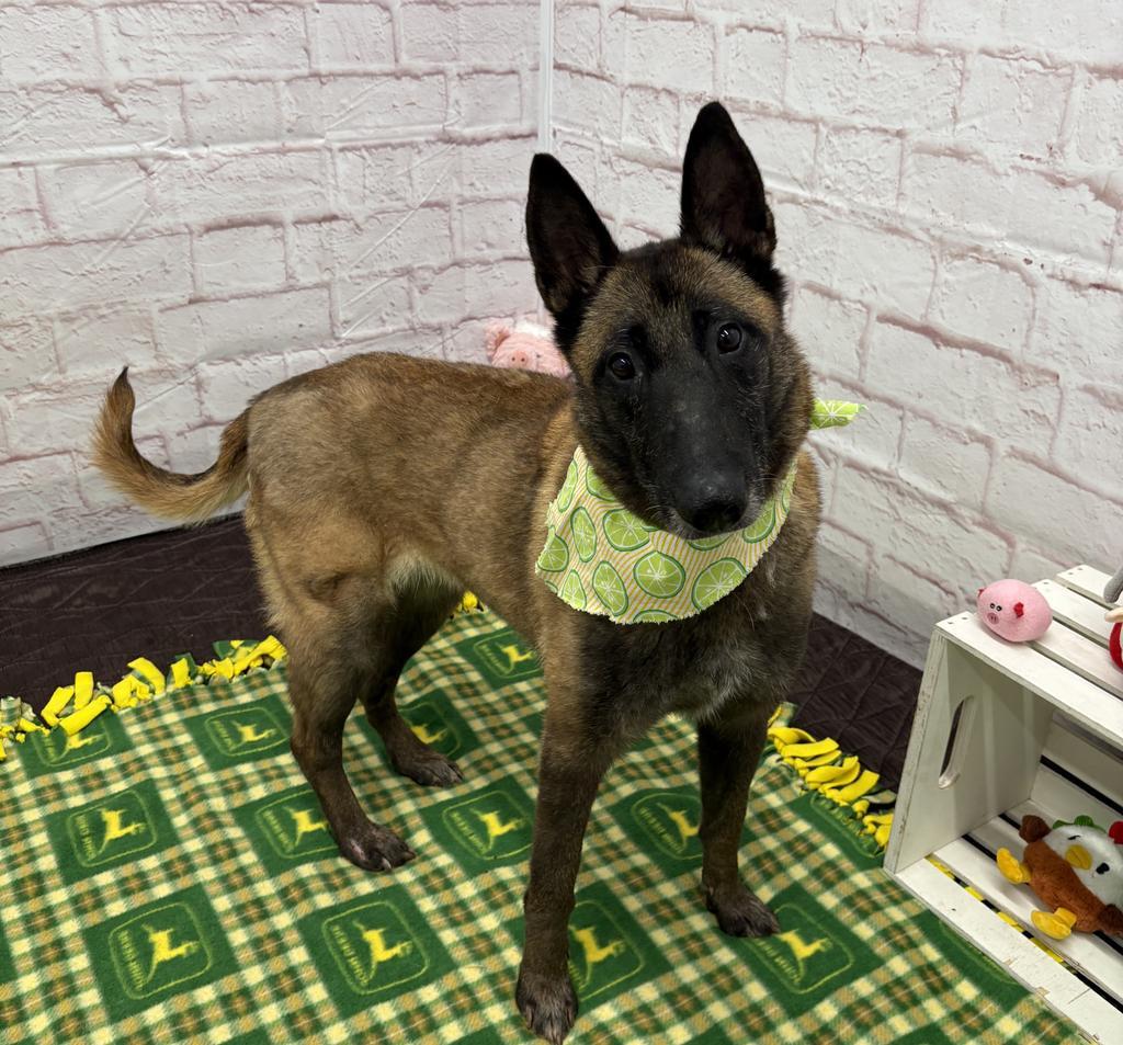 Enlarge Magnolia, a Adoptable mixed breed in Detroit, MI image 5/6