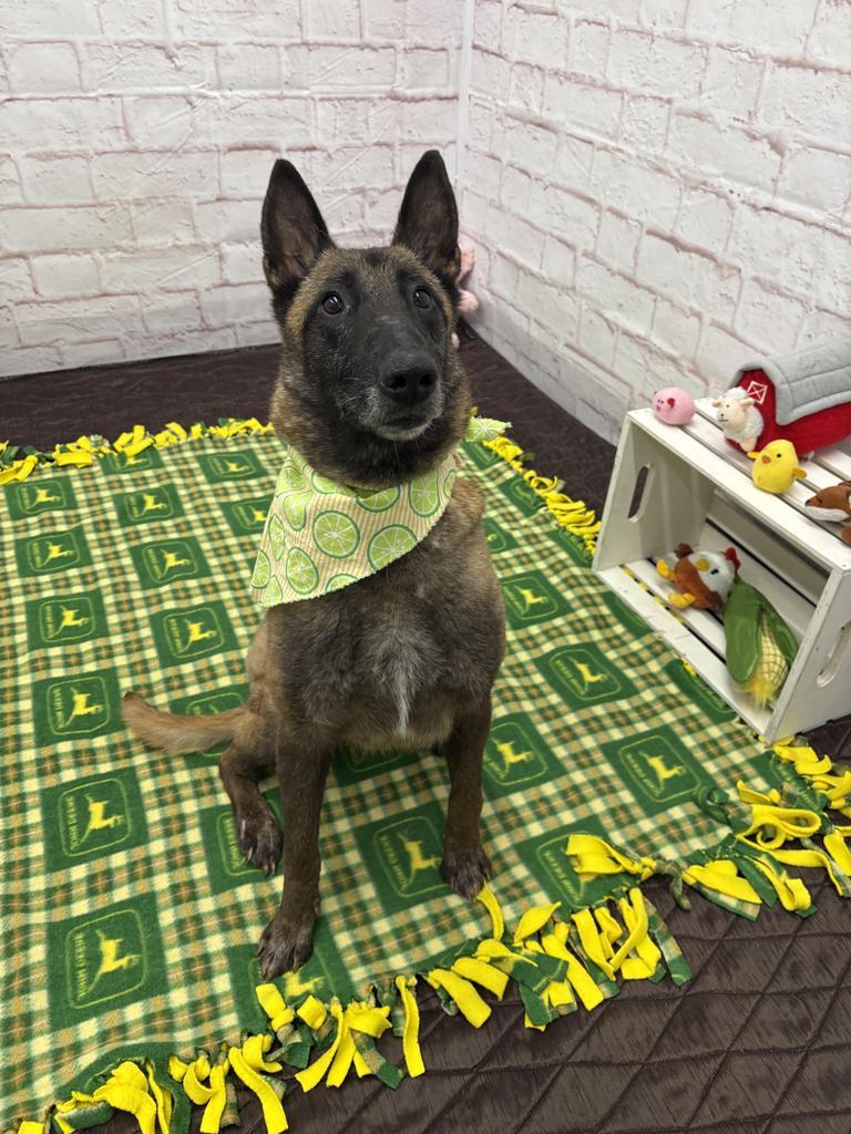 Enlarge Magnolia, a Adoptable mixed breed in Detroit, MI image 6/6