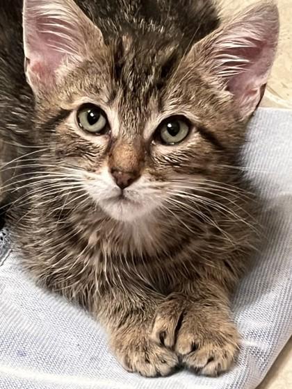 Sheepling, Adoptable, Kitten Male Domestic Short Hair & Domestic Short Hair.