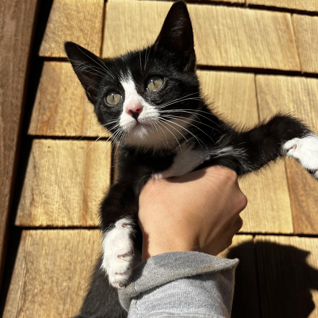 Cora, a Adoptable Domestic Short Hair in Hailey, ID image 1/6