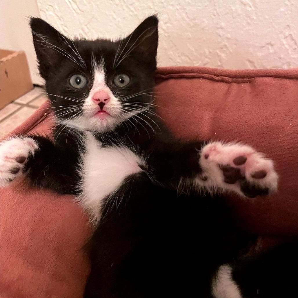 Cora, a Adoptable Domestic Short Hair in Hailey, ID image 3/6