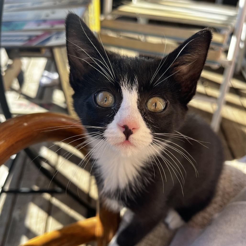 Cora, a Adoptable Domestic Short Hair in Hailey, ID image 4/6