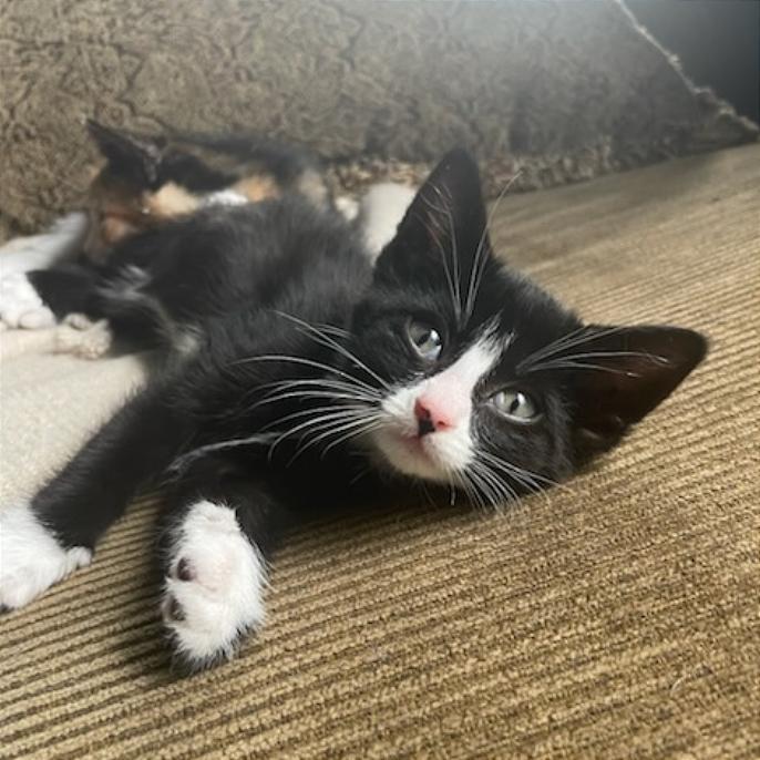 Cora, a Adoptable Domestic Short Hair in Hailey, ID image 5/6