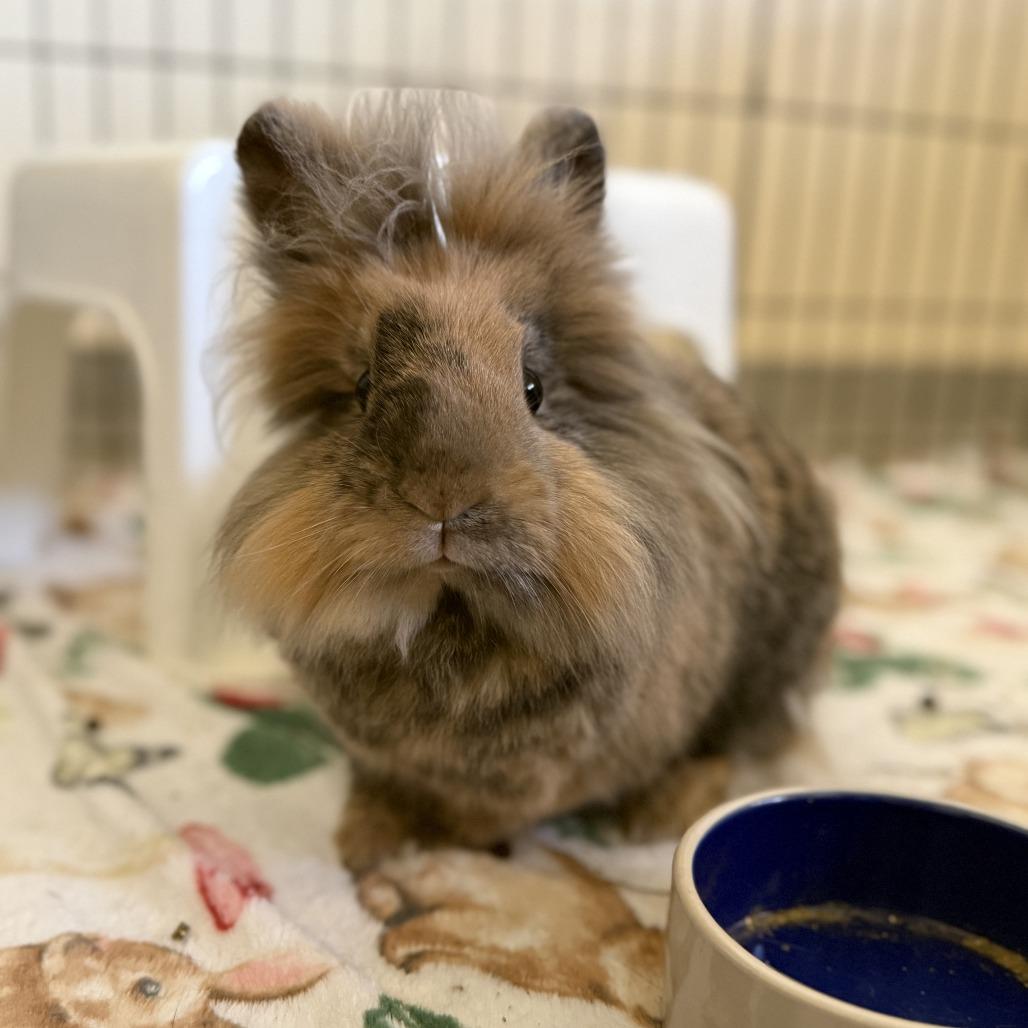 Chai, Adoptable, Adult Male Lionhead.