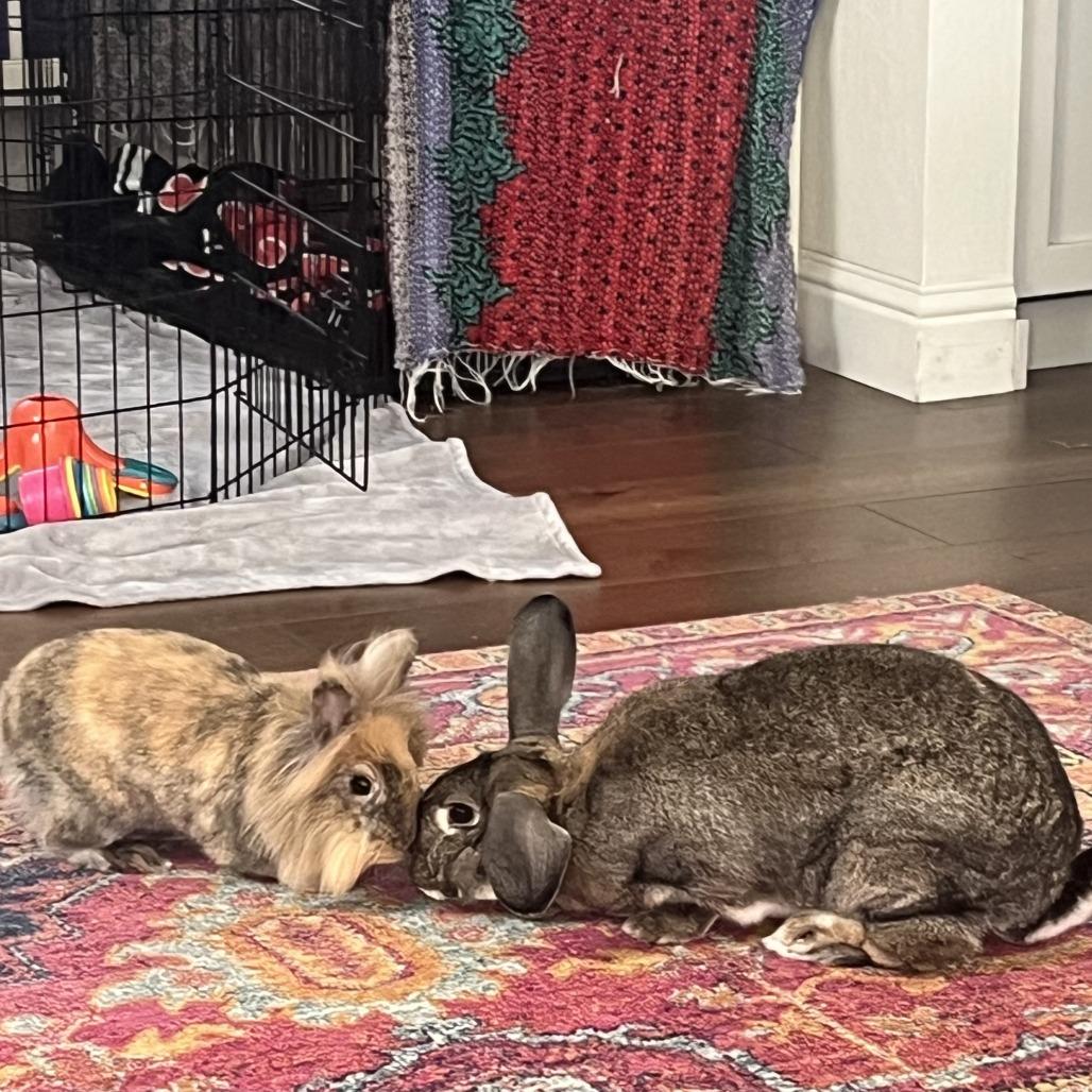 Enlarge Chai, a Adoptable Lionhead in Richmond, CA image 2/6