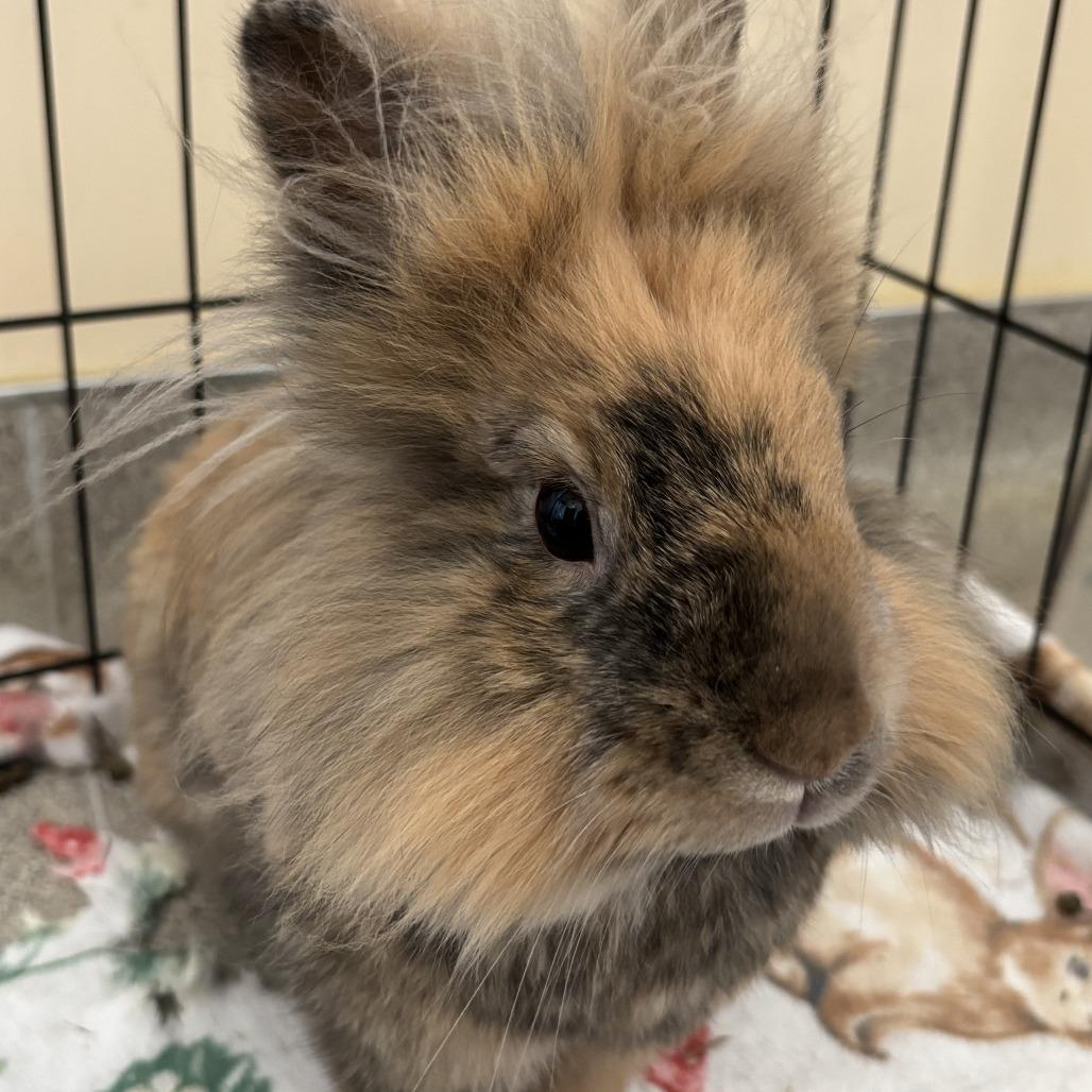 Enlarge Chai, a Adoptable Lionhead in Richmond, CA image 2/6