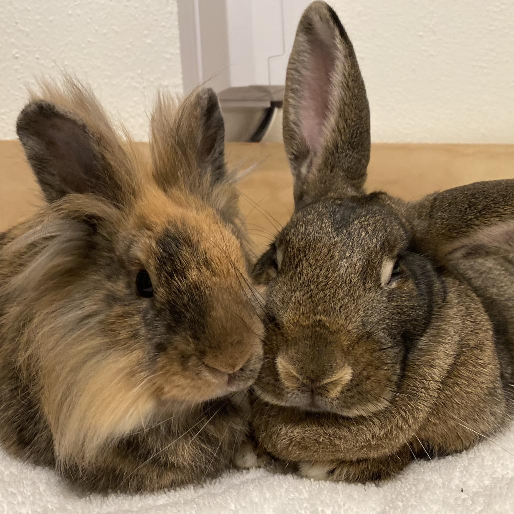 Enlarge Chai, a Adoptable Lionhead in Richmond, CA image 3/6