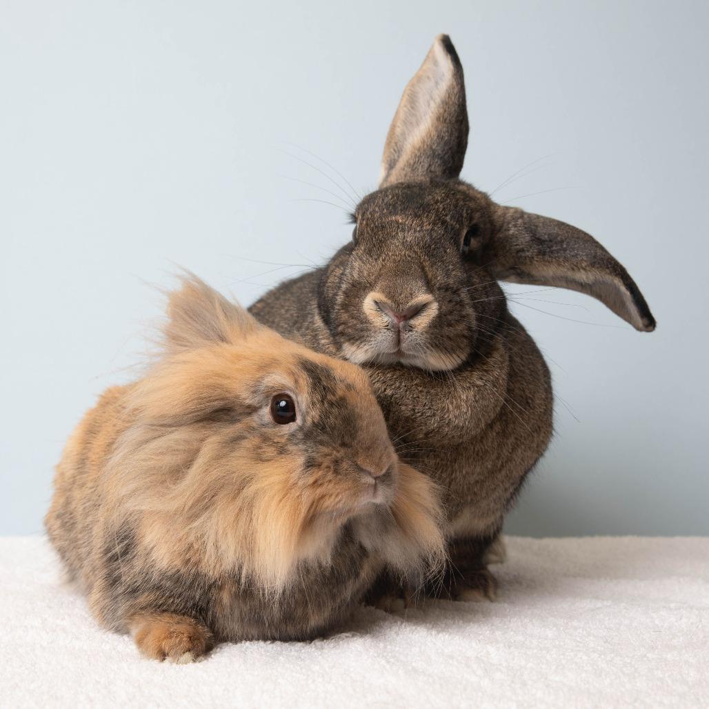 Enlarge Chai, a Adoptable Lionhead in Richmond, CA image 4/6
