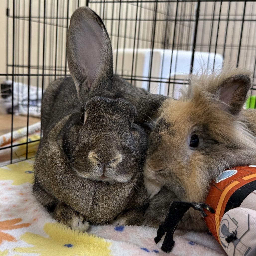 Enlarge Chai, a Adoptable Lionhead in Richmond, CA image 5/6