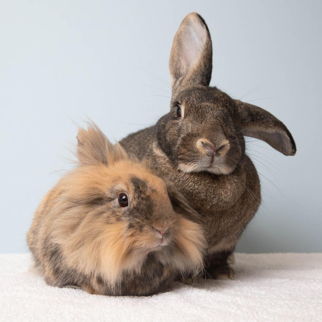 Enlarge Chai, a Adoptable Lionhead in Richmond, CA image 6/6
