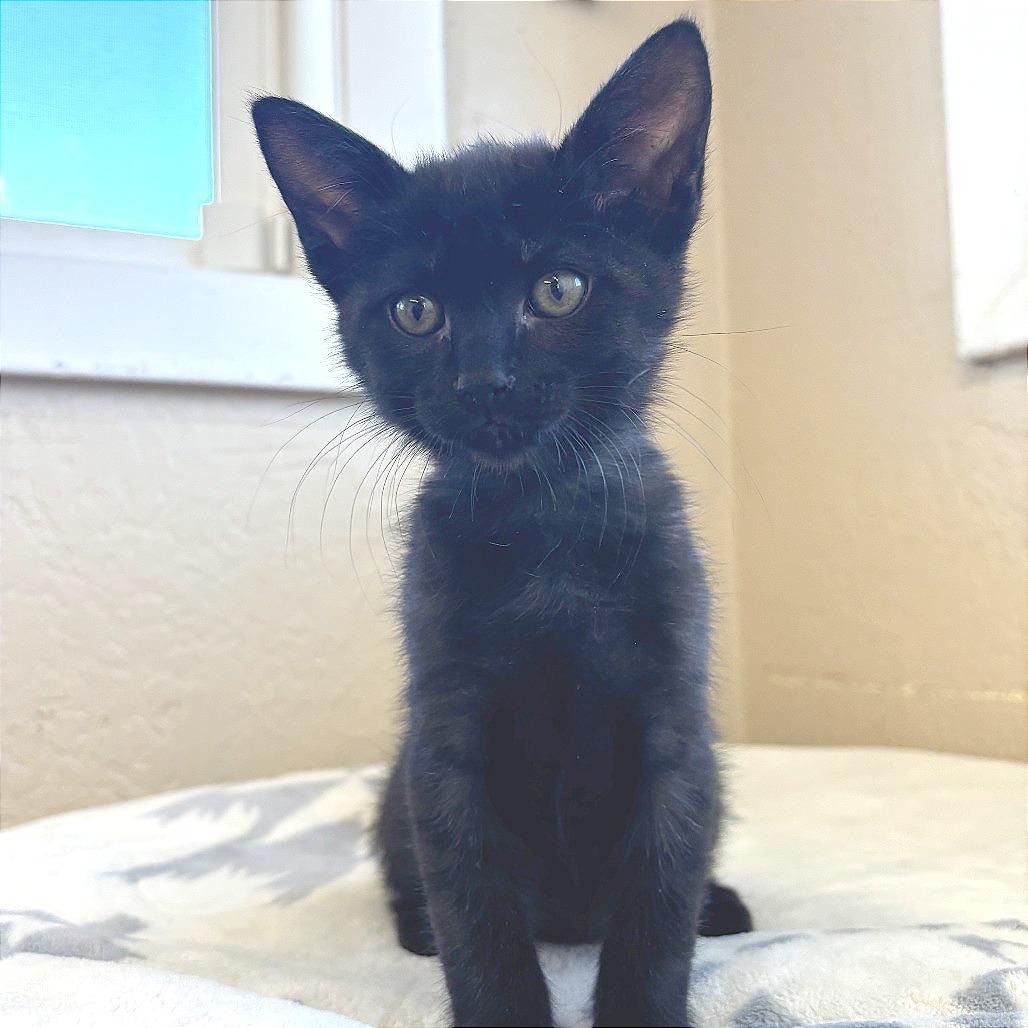 Astoria, Adoptable, Kitten Male Domestic Short Hair.