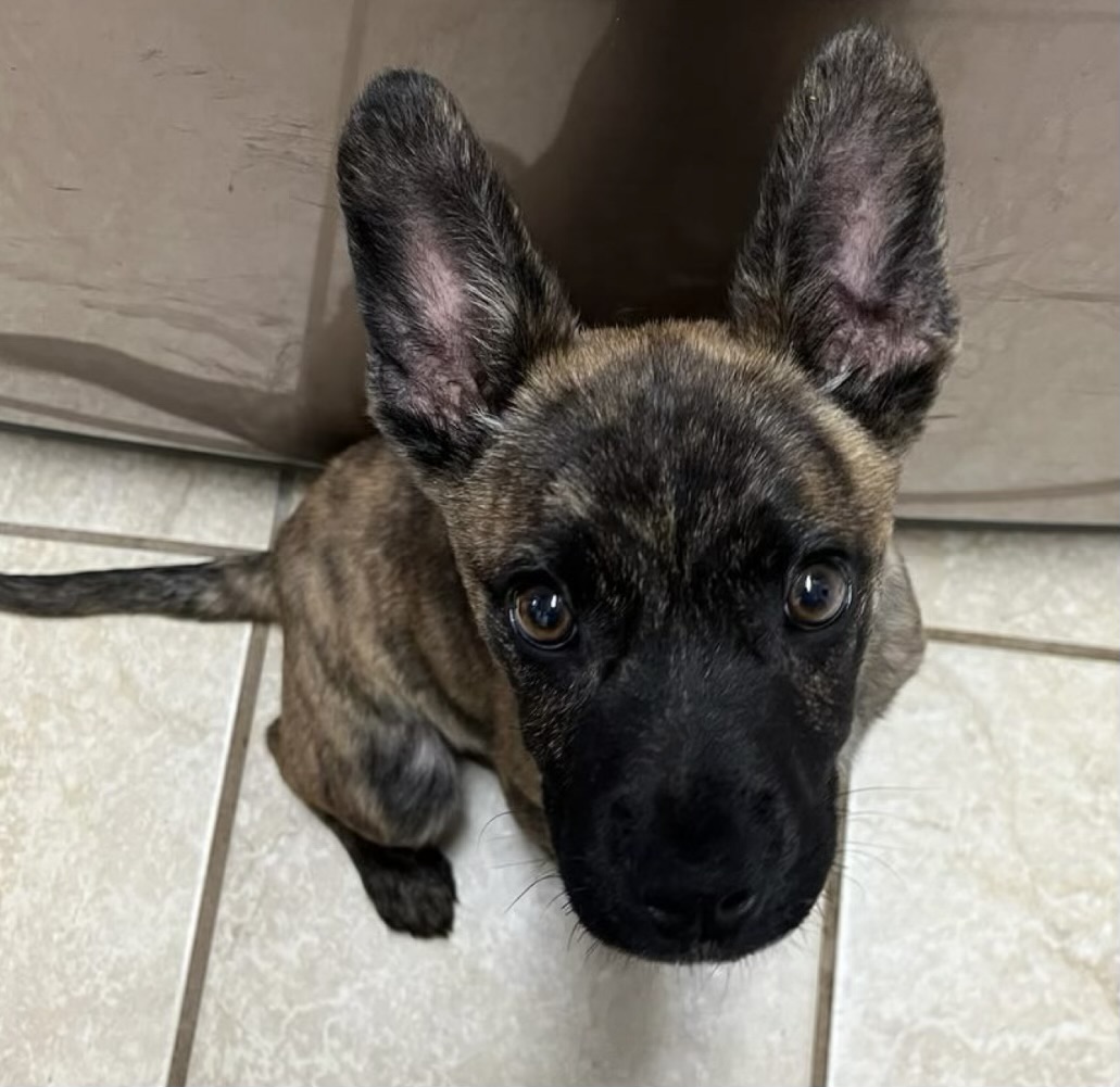 Enlarge Buster, a Adopted mixed breed in Falls Church, VA image 3/3